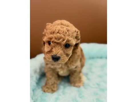 Sevimli maltipoo yavruları