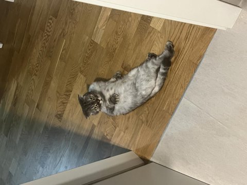 Scottish fold kedimi sahiplendiriyorum