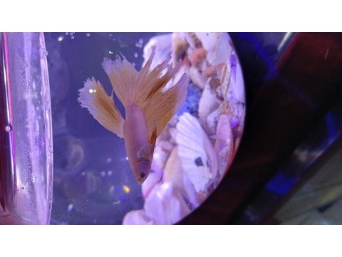 Renk renk betta