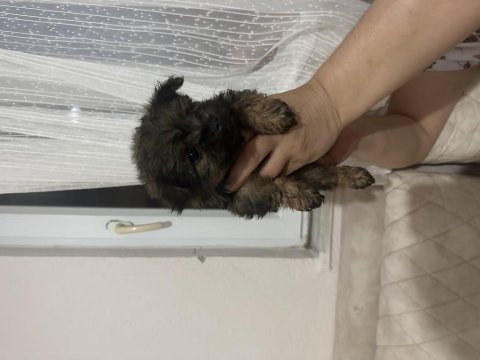 45 günlük acil morkie