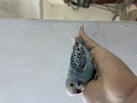 Ele alıştırmalık ısırma bilmeyen muhabbet yavrular