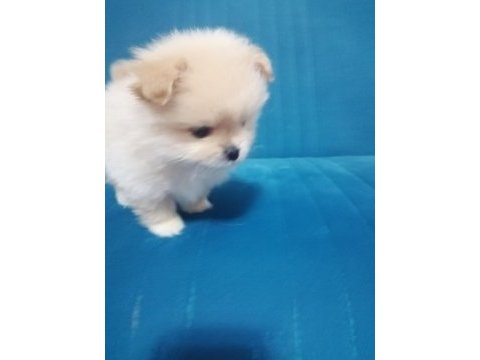Stres savar pomeranian spitz