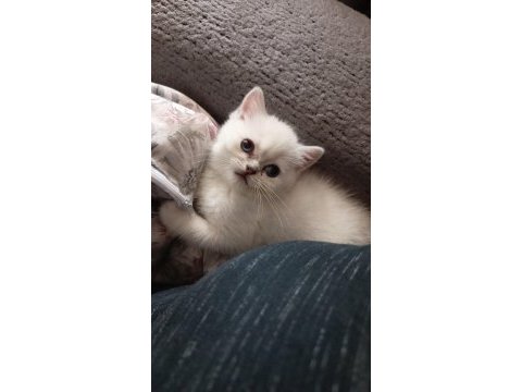 Teslime hazır 2 aylık dişi british shorthair bebeğim