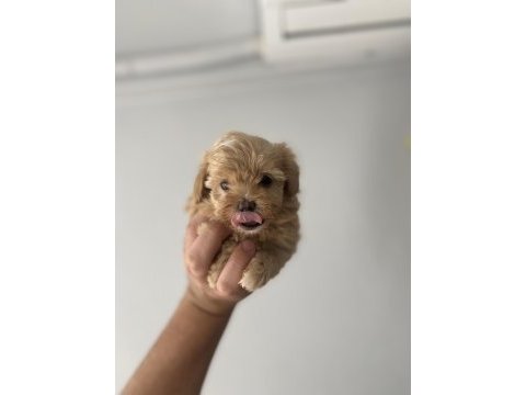 3 kg garantili maltipoo bebekler
