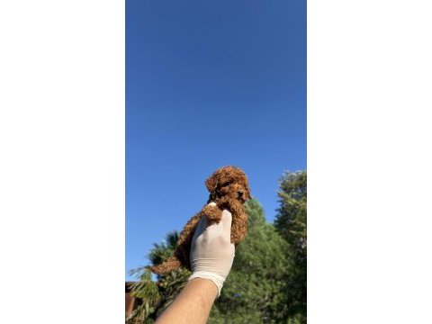 Wc eğitimli redbrown toy poodle yavrumuz
