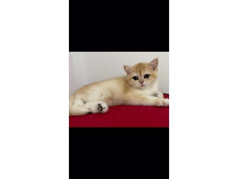 Show kalite british short hair golden yavrular