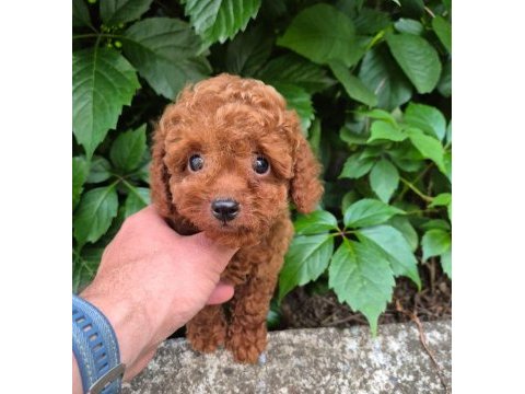 Toy poodle ırk garantili yavrularımız