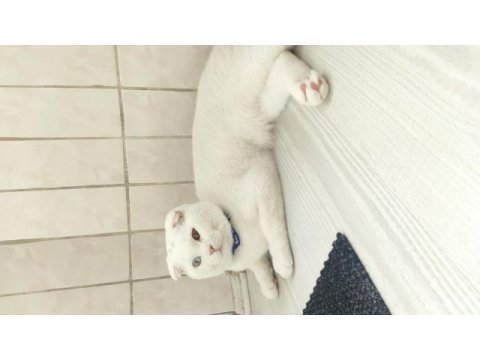 Scottish fold odd eyes