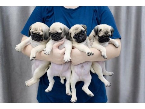 Dünya tatlısı pug yavruları