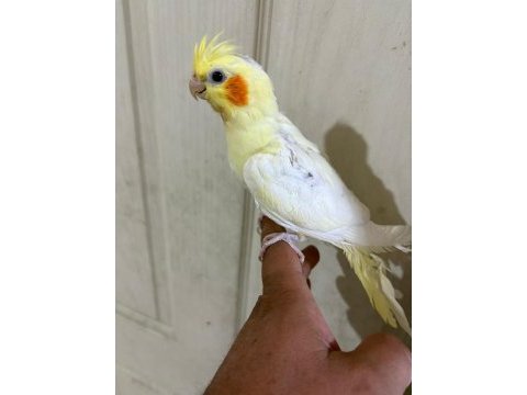 47 günlük full evcil lutino bebek sultan papağanı
