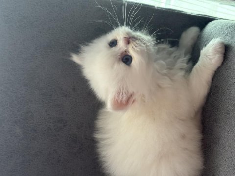 British longhair yavrular