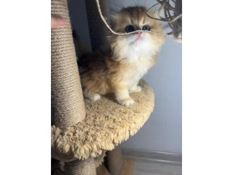 British longhair ny12 dişi erkek