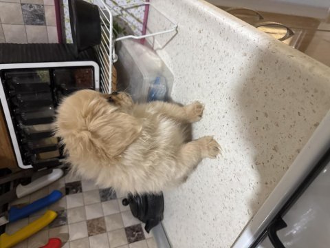 Son erkek pekinez köpeği