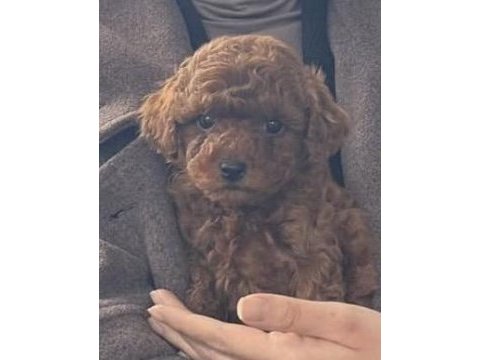 Safkan kore toy poodle bebekler