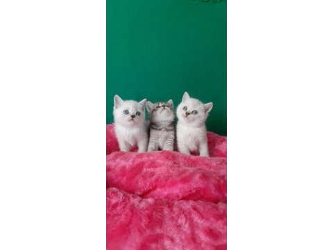 British shorthair çok oyuncu evcilmen yavrular