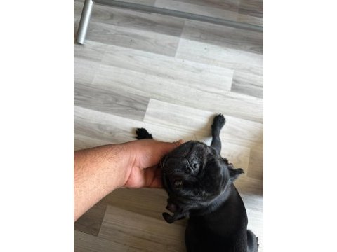 Son pug yavrumuz a kalite