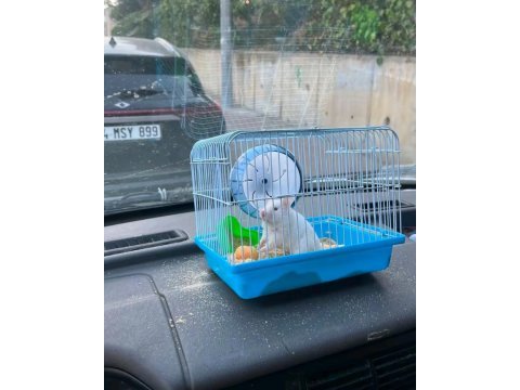 Yavru hamster