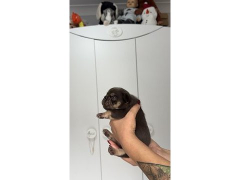 French bulldog ev ortamından