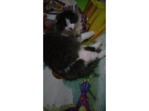 Erkek scottish fold 9 aylık