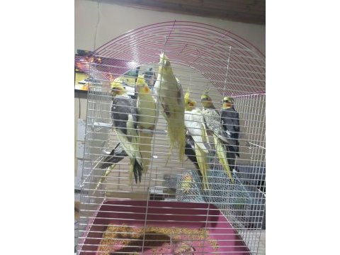 Kuşçu hüseyinden harika takım sultan papağanları