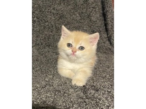 Anne baba şecereli golden ny12 safkan british erkek