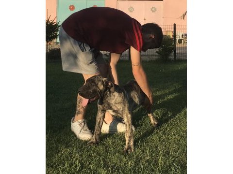 4.5 aylık dev erkek presa canario yavru