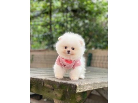 A kalite pomeranian boo yavrular