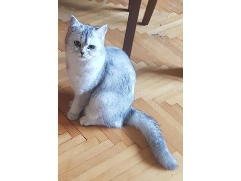 Sevgi böceği kedimiz morıtz için acil yuva arıyoruz
