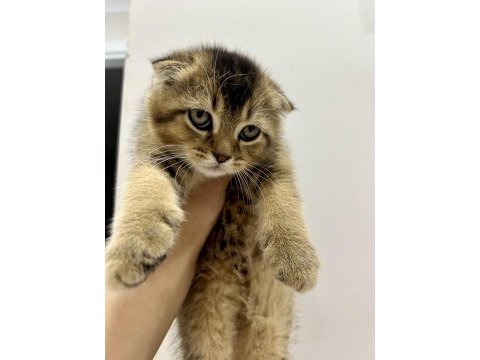 Sevimli yavru scottish fold