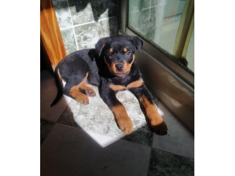 Sadık rottweiler yavrular