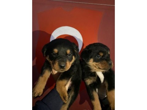 40 günlük koca kafa rottweiler yavrular