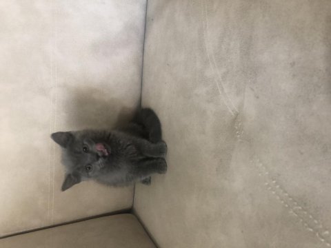 British shorthair erkek yavrumuz