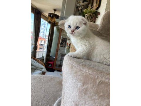 British shorthair yavrular