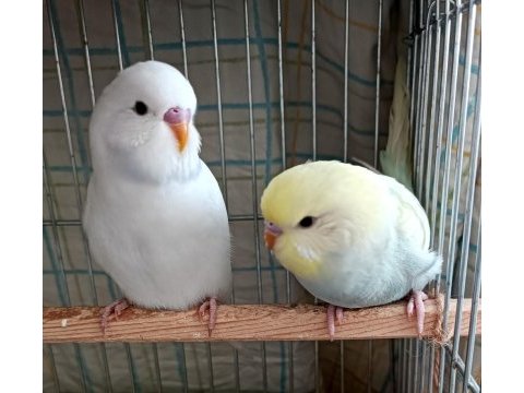 Yeni yeme düşmüş dişi ve erkek yavru kuşumuz
