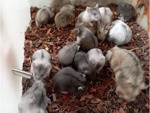 Bebek hamsterlarımız evinizin neşesi olacaktır