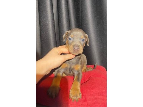 Son dişi blue doberman yavru