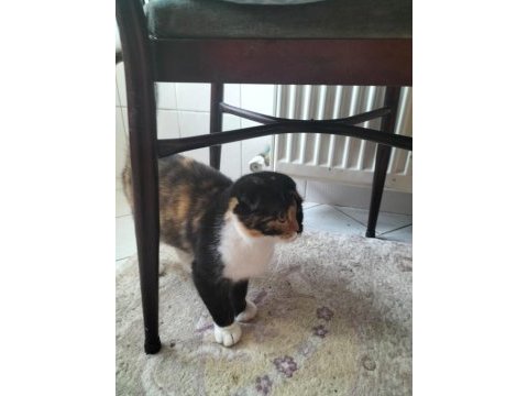 British shorthair kediler