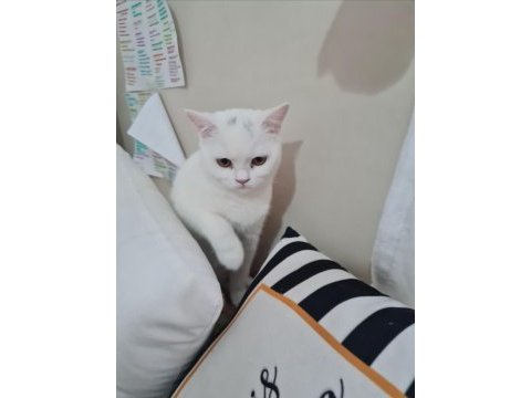 Scottish fold british shorthair uyguna sahiplendirme