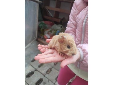 Peruvan yavrularım guinea pig