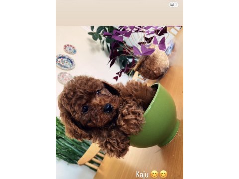 Shoooowww kalite toy poodle yavrular ankara mağaza