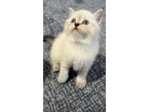 Dişi british shorthair yavrular