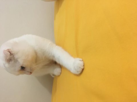 Scottish fold