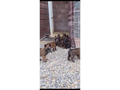 Show kalite belçika malinois bebeklerimiz