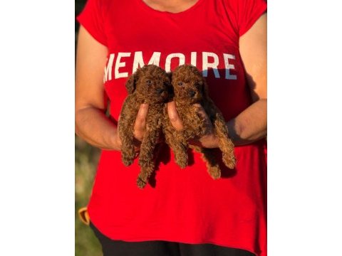 Aşılı çiş eğitimli büyümeyen toy poodle bebekler 
