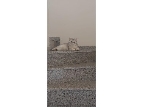 British shorthair prenses
