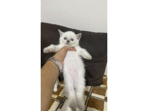 Safkan ayı surat orjinal ırk yavrularımız
