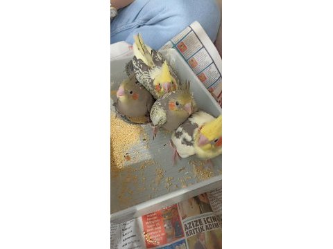 Yeme düşmeye başladı lutino pierre grey sultanlar mevcuttur