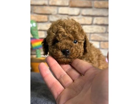 En küçük boy toy poodle yavrularım