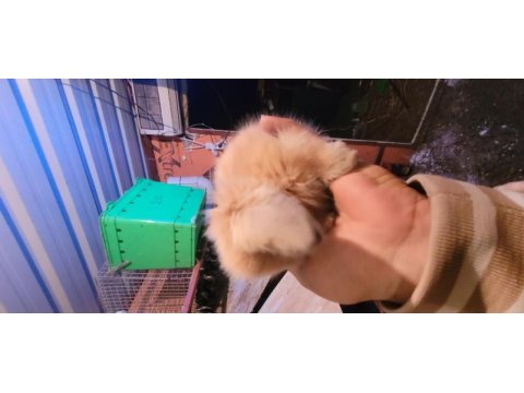 Fethiyeden tüm şehirlere teddy tavşan
