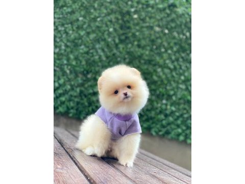 Sevimli pomeranian köpekler